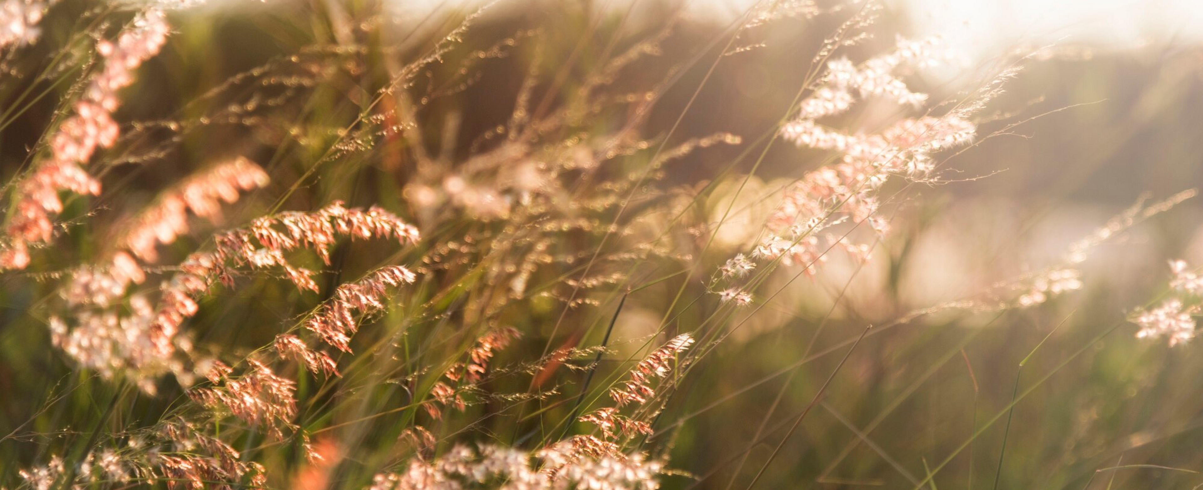 Sunlit wildflowers in a field